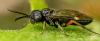 Emphytus sp.